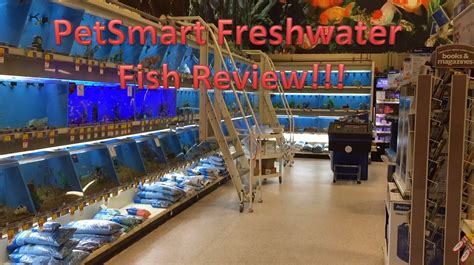 freshwater fish at petsmart